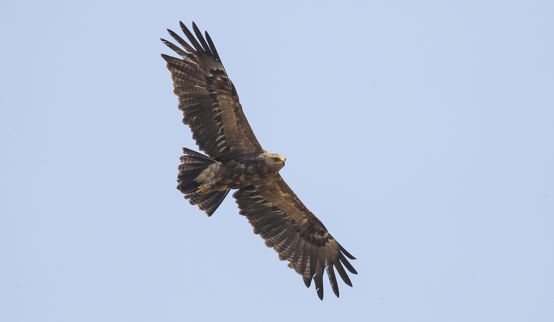 Schreiadler (Clanga pomarina