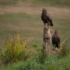 Schreiadler (Clanga pomarina)