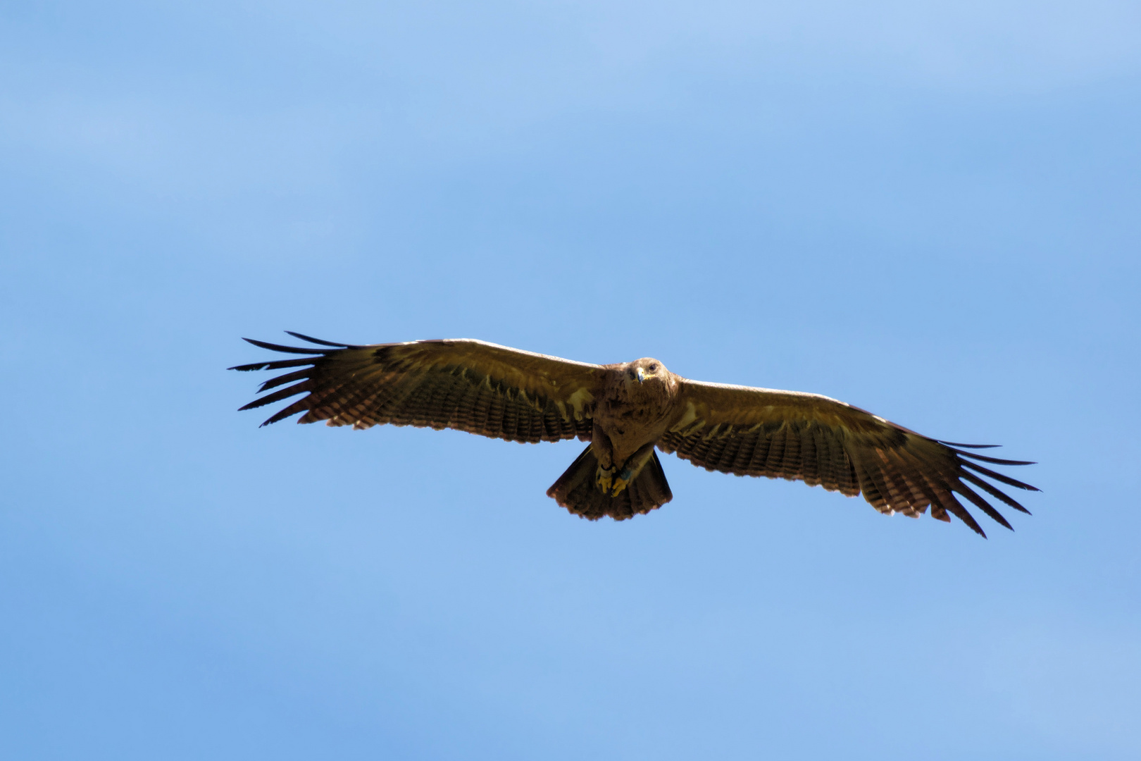  Schreiadler (Clanga pomarina, Syn.: Aquila pomarina Wildlife, Oberlausitz