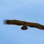  Schreiadler (Clanga pomarina, Syn.: Aquila pomarina Wildlife, Oberlausitz