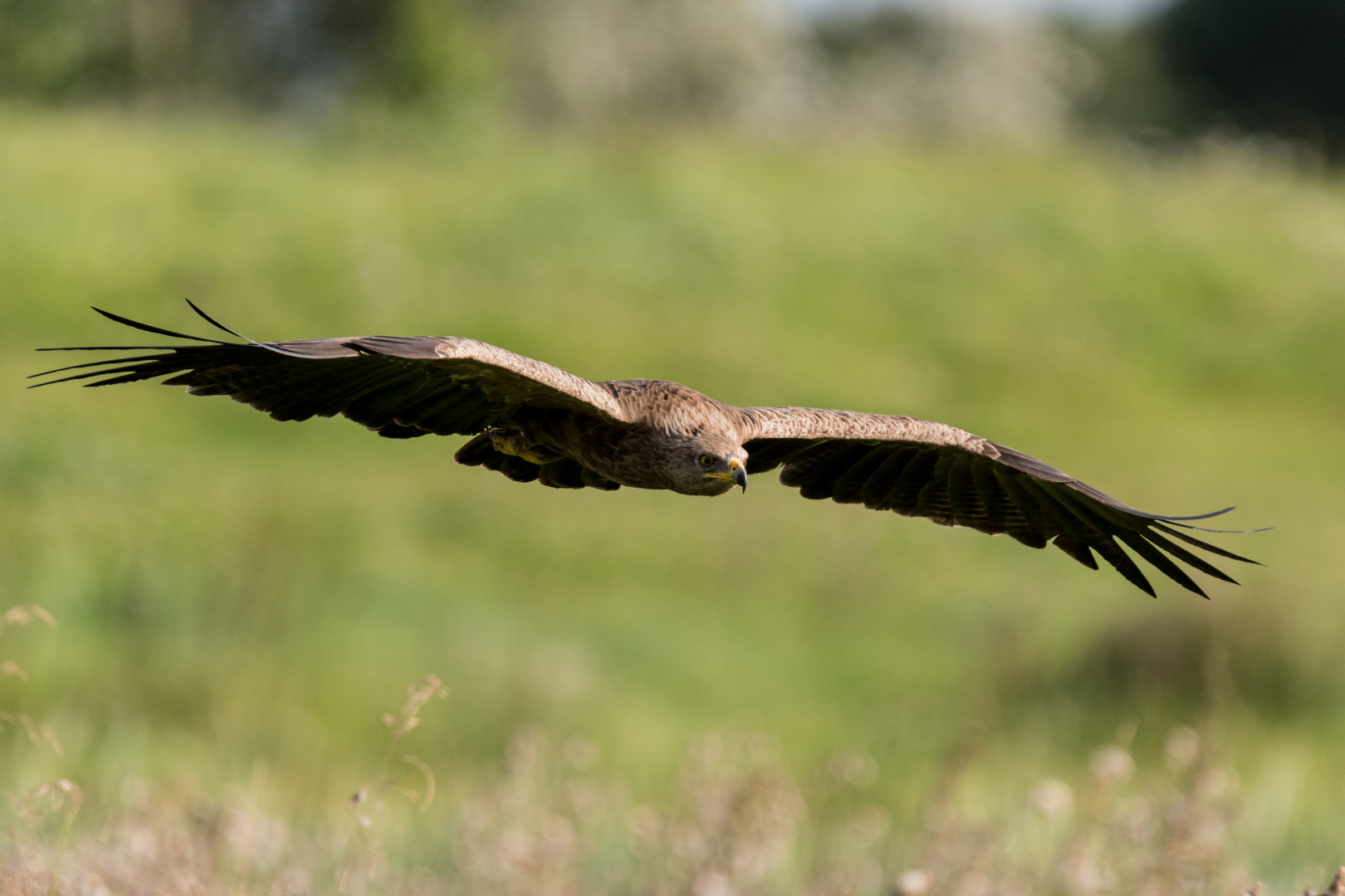 Schreiadler