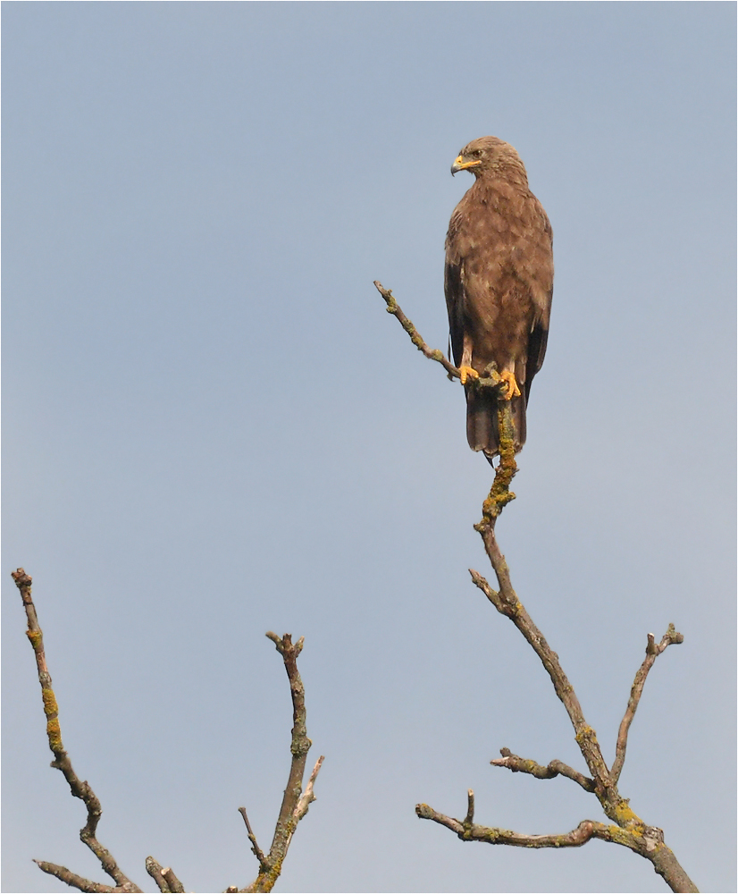 Schreiadler