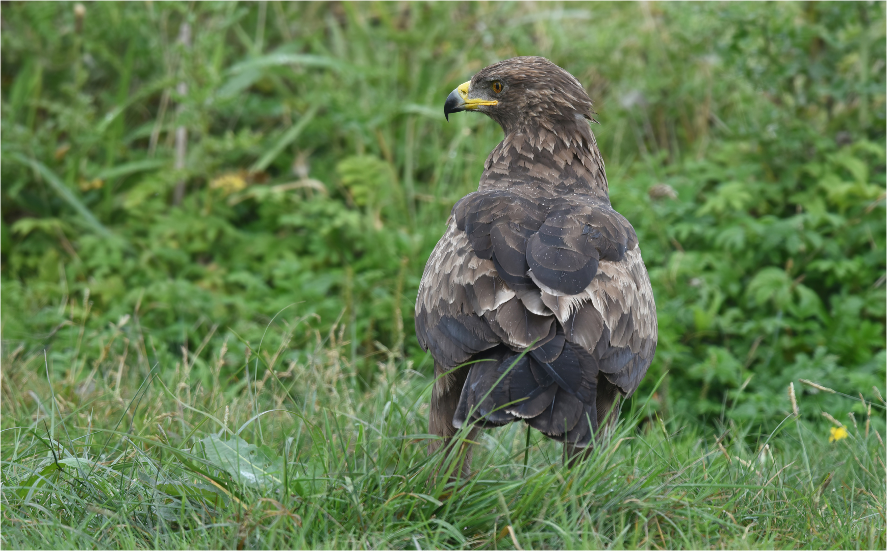 Schreiadler