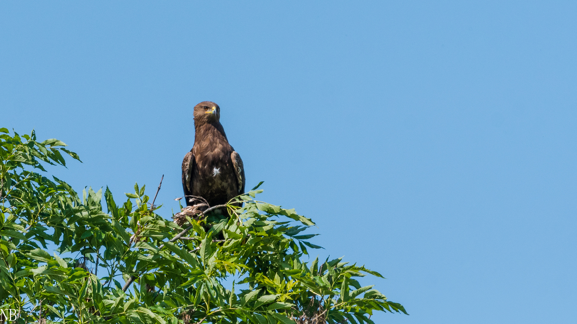 "Schreiadler im Baum 2023"