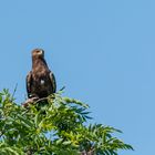 "Schreiadler im Baum 2023"