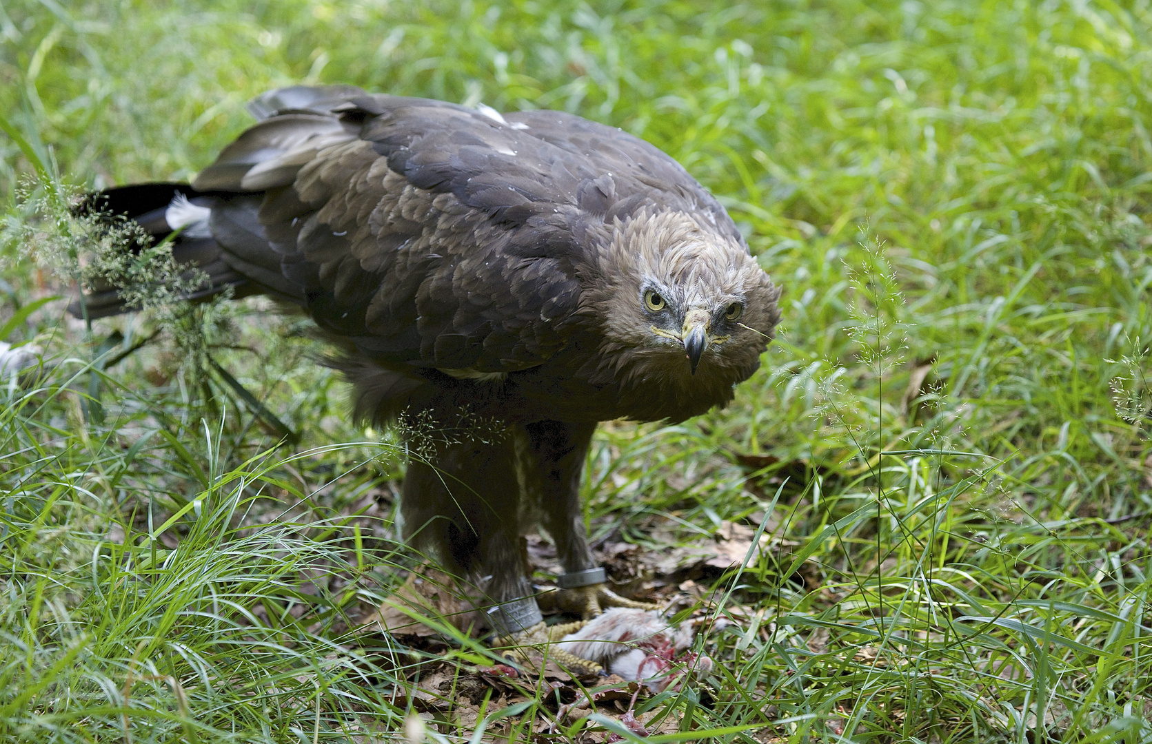 Schreiadler im Bay.Wald