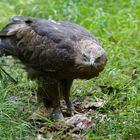 Schreiadler im Bay.Wald