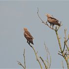 Schreiadler im Doppelpack