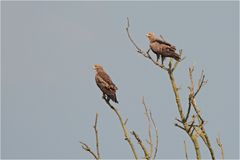 Schreiadler im Doppelpack