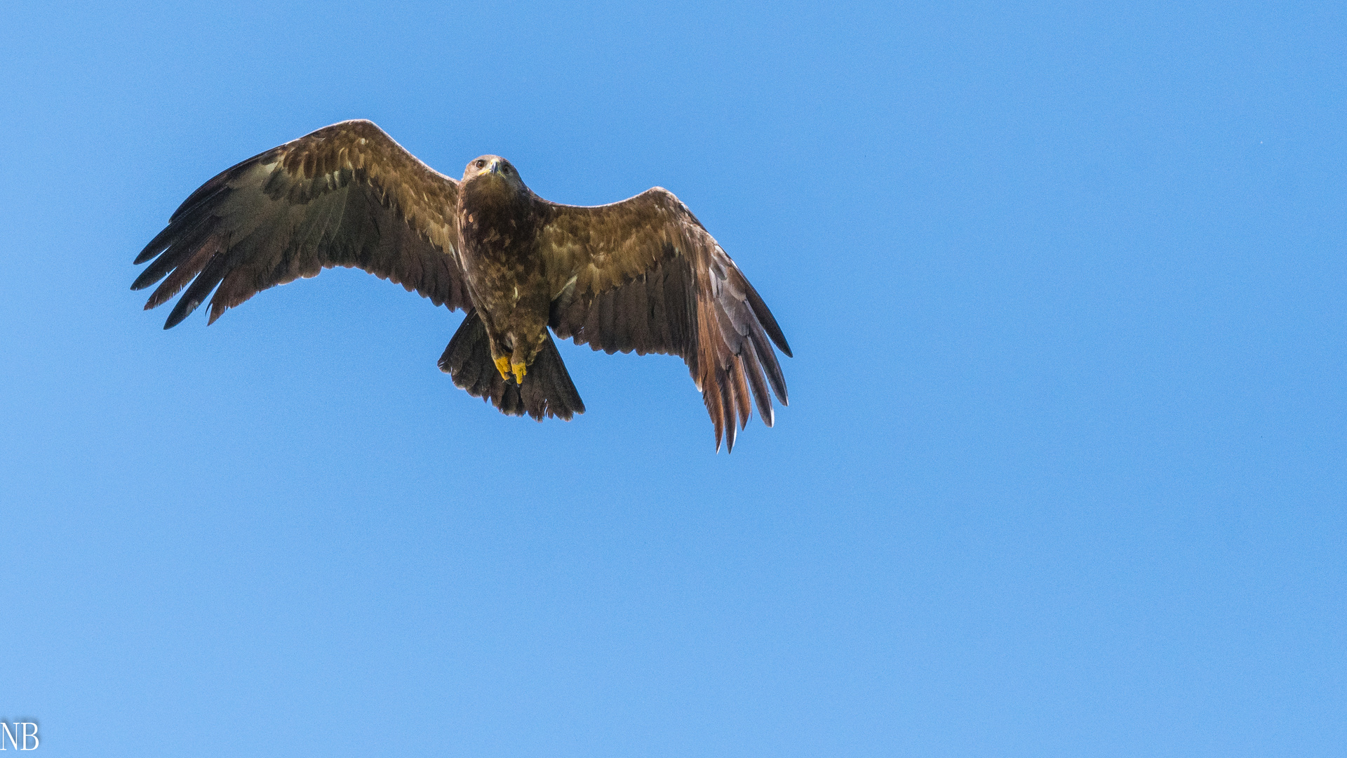 "Schreiadler im Flug 2023"