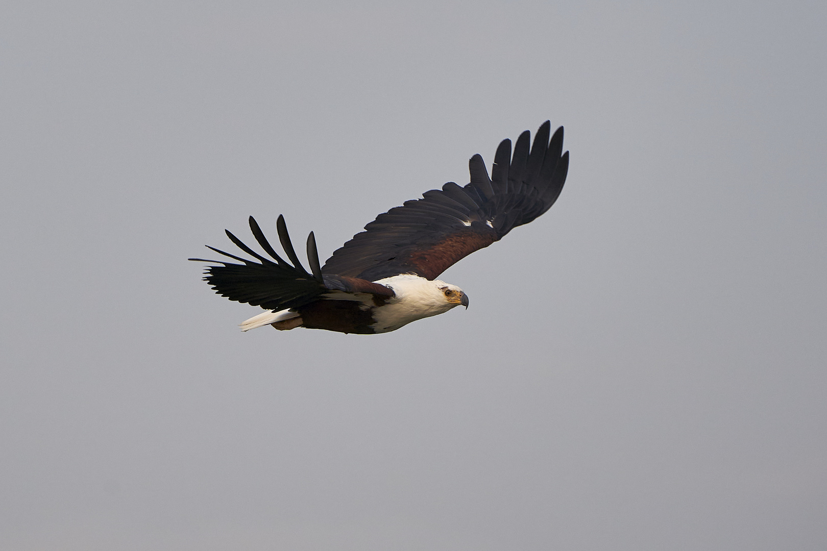 Schreiadler im Flug