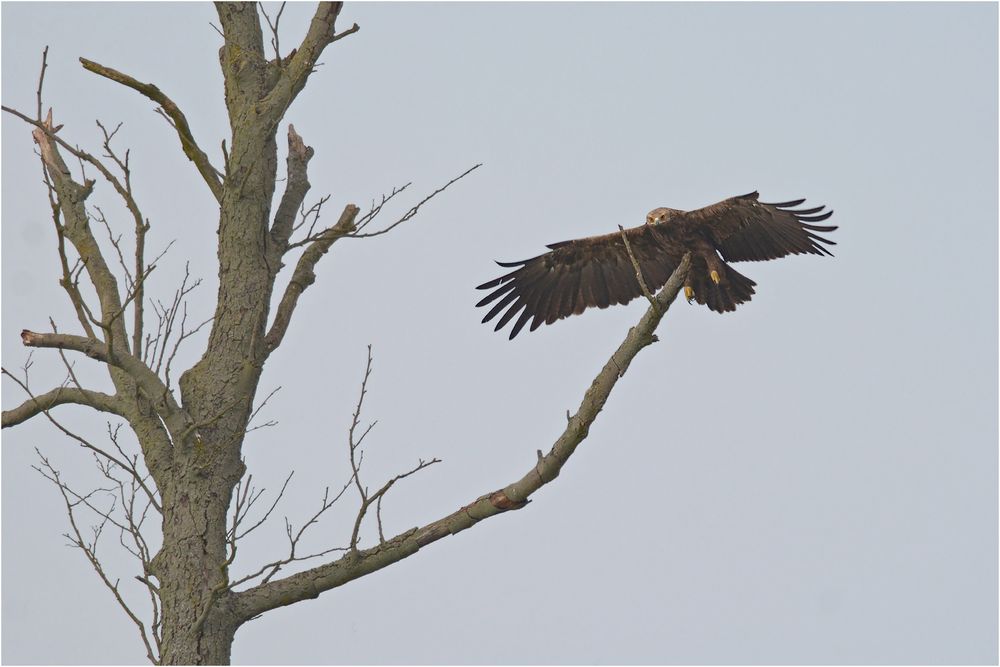 Schreiadler im Landeanflug