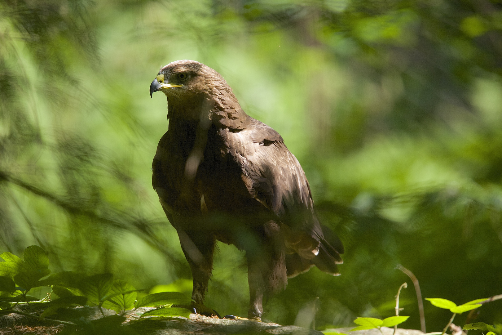 Schreiadler im Morgenlicht...