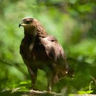 Schreiadler im Morgenlicht...