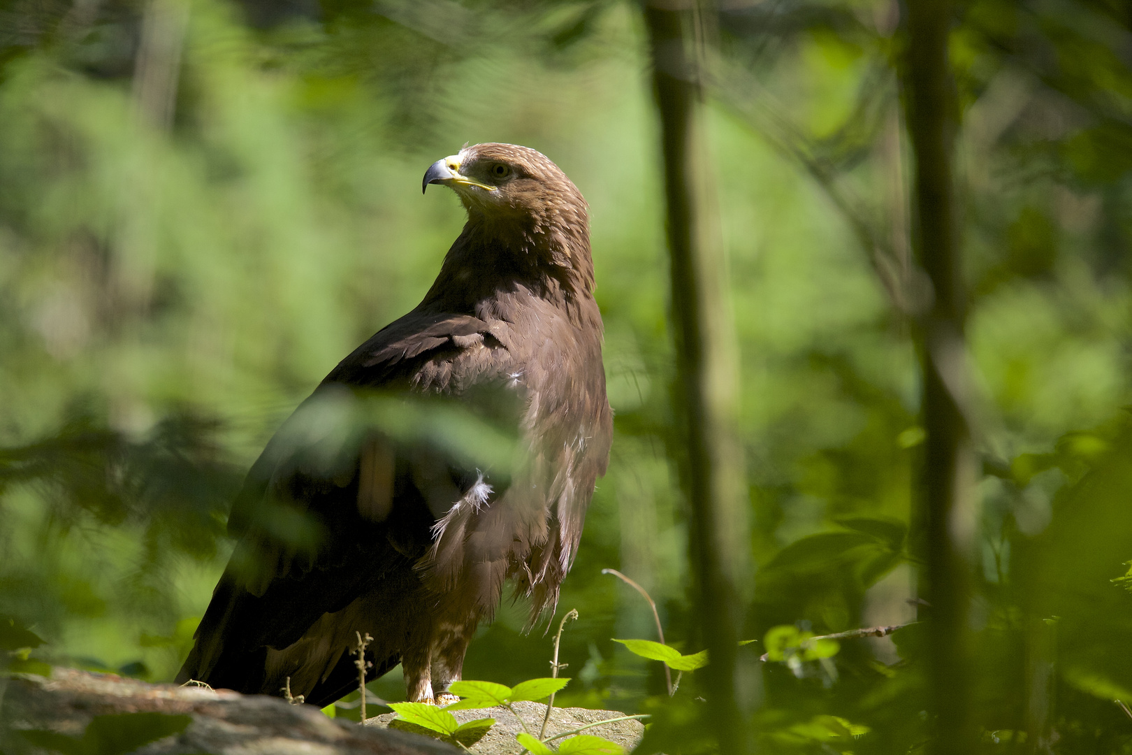 schreiadler im Nationalpark bay.wald