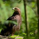 schreiadler im Nationalpark bay.wald