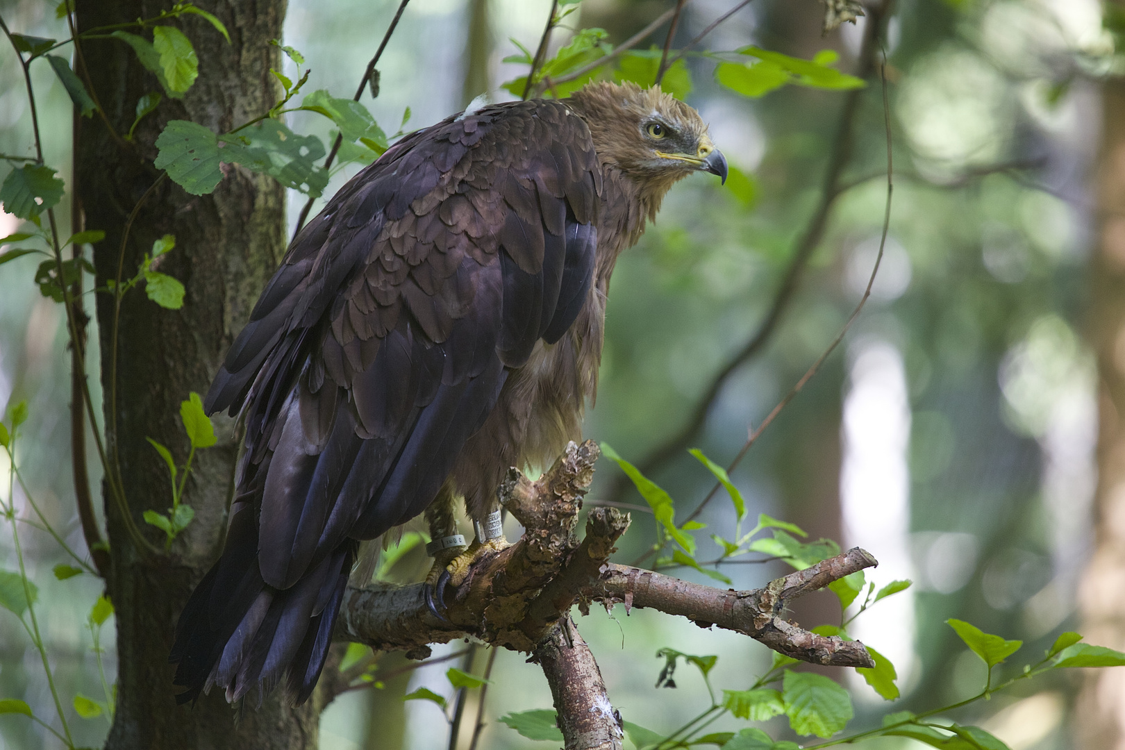 schreiadler im Nationalpark bay.wald