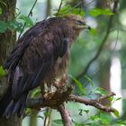 schreiadler im Nationalpark bay.wald