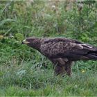 Schreiadler im Regen