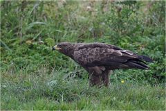 Schreiadler im Regen