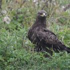 Schreiadler im Regen