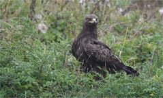 Schreiadler im Regen