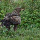 Schreiadler im Regen