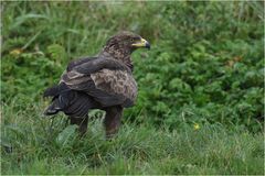 Schreiadler im Regen