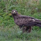 Schreiadler im Regen