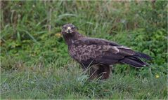 Schreiadler im Regen