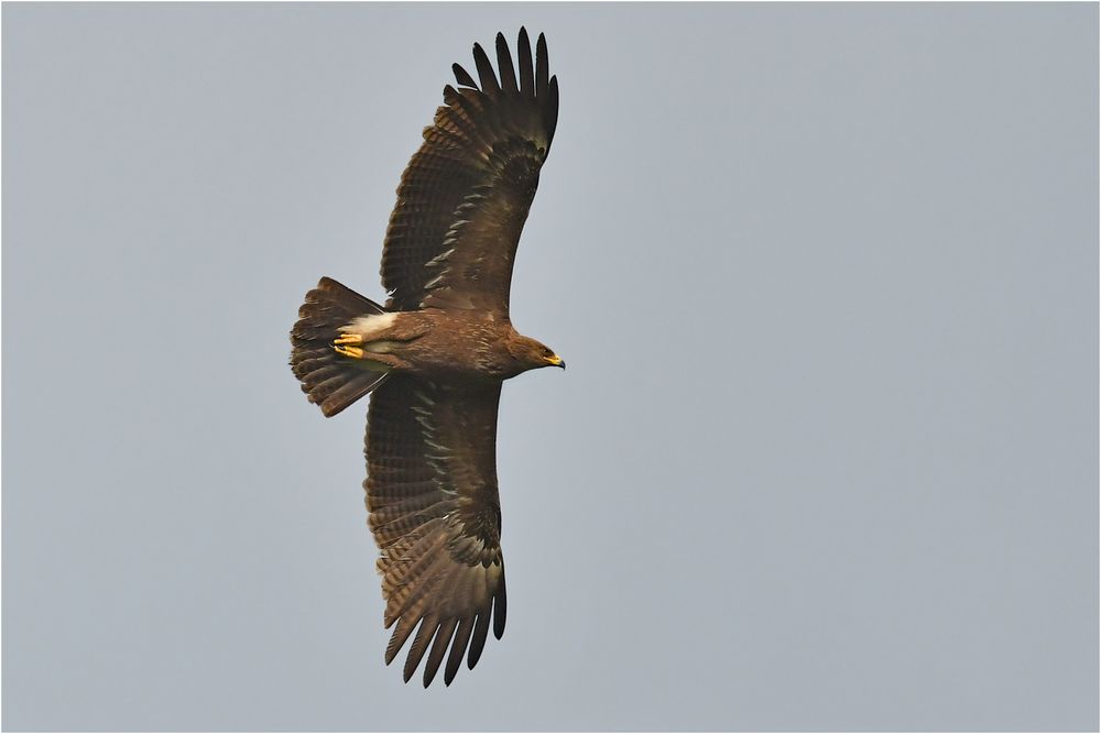 Schreiadler in Brandenburg