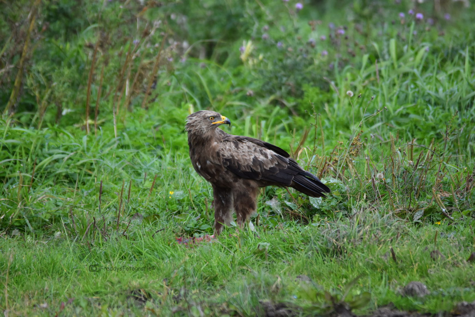 Schreiadler in Mecklenburg-Vorpommern