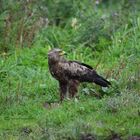 Schreiadler in Mecklenburg-Vorpommern