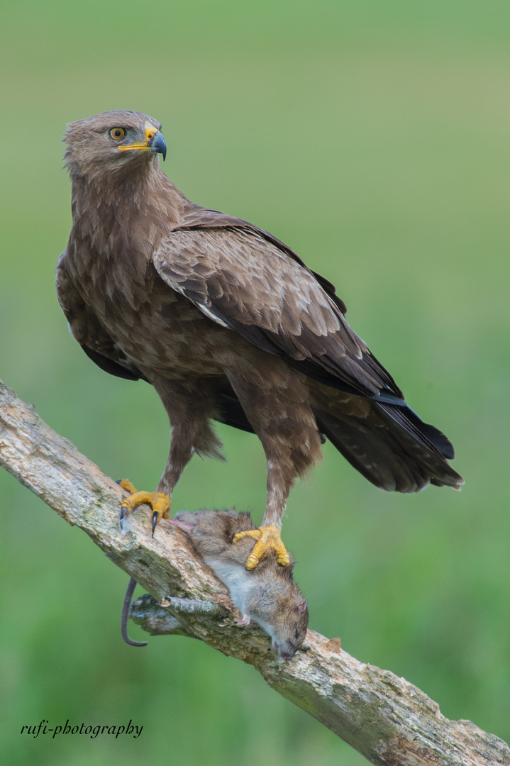 Schreiadler in Mecklenburg Vorpommern