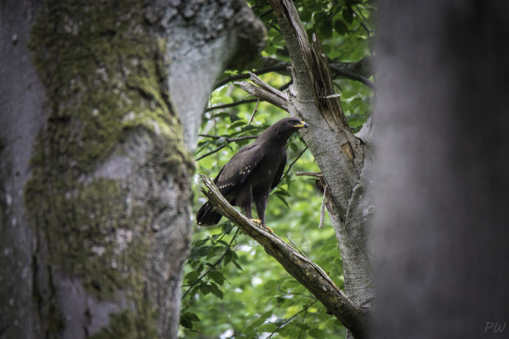 Schreiadler Jungvogel_1