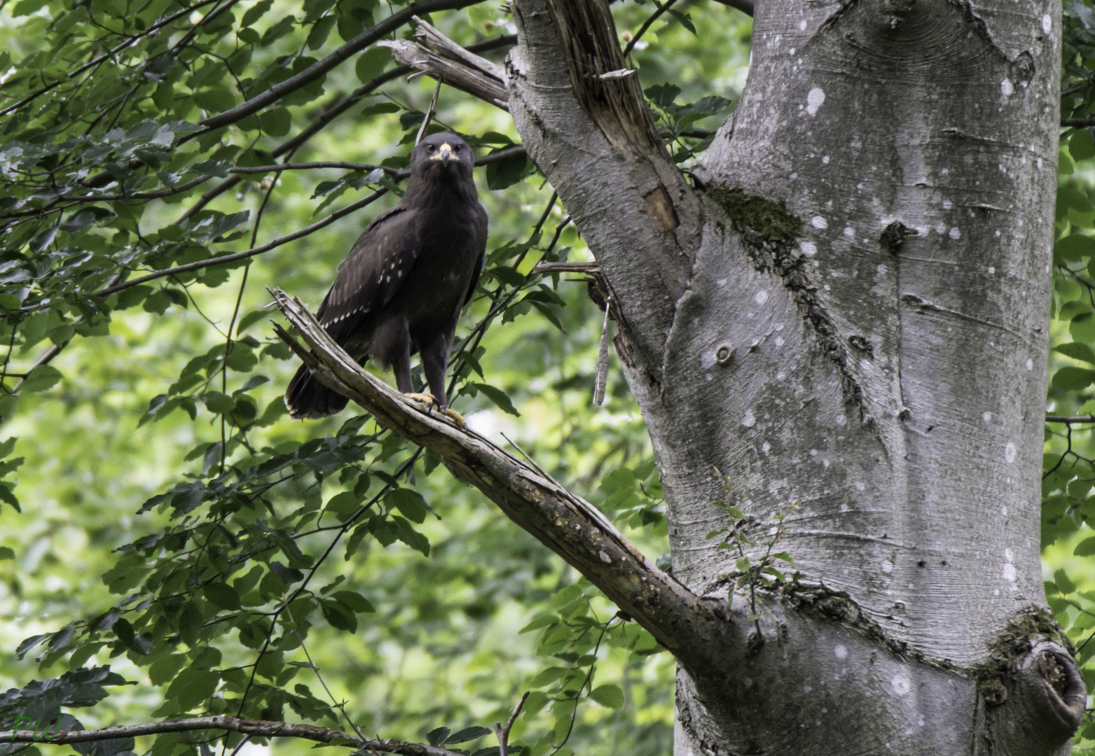 Schreiadler Jungvogel_2