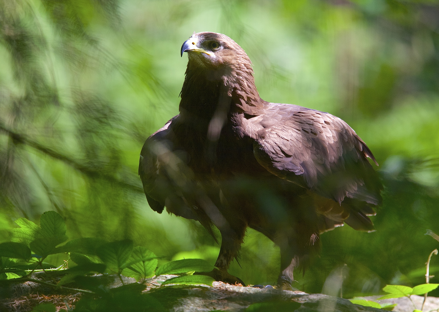 schreiadler m national park bay.wald