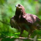 schreiadler m national park bay.wald