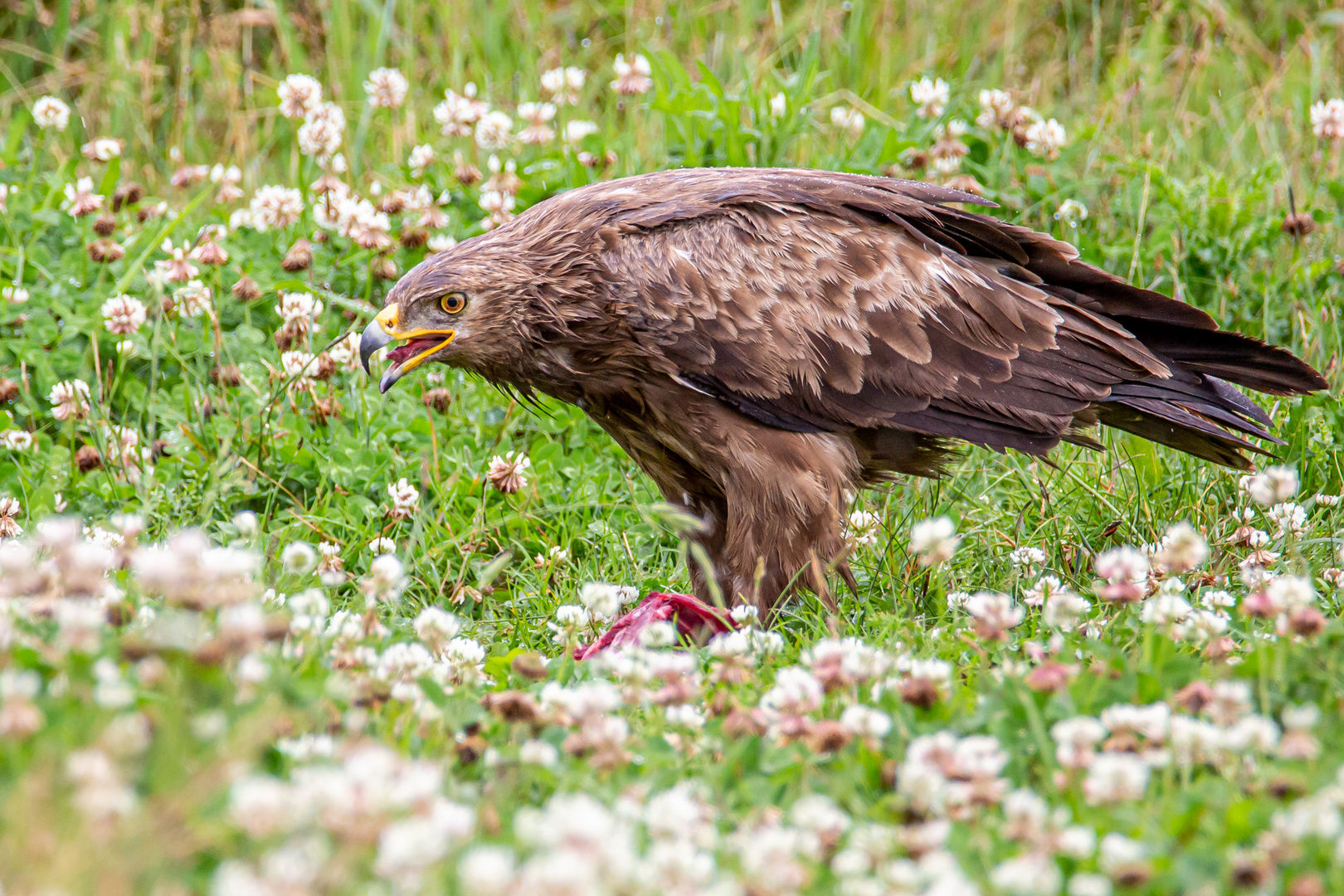 Schreiadler mit Beute