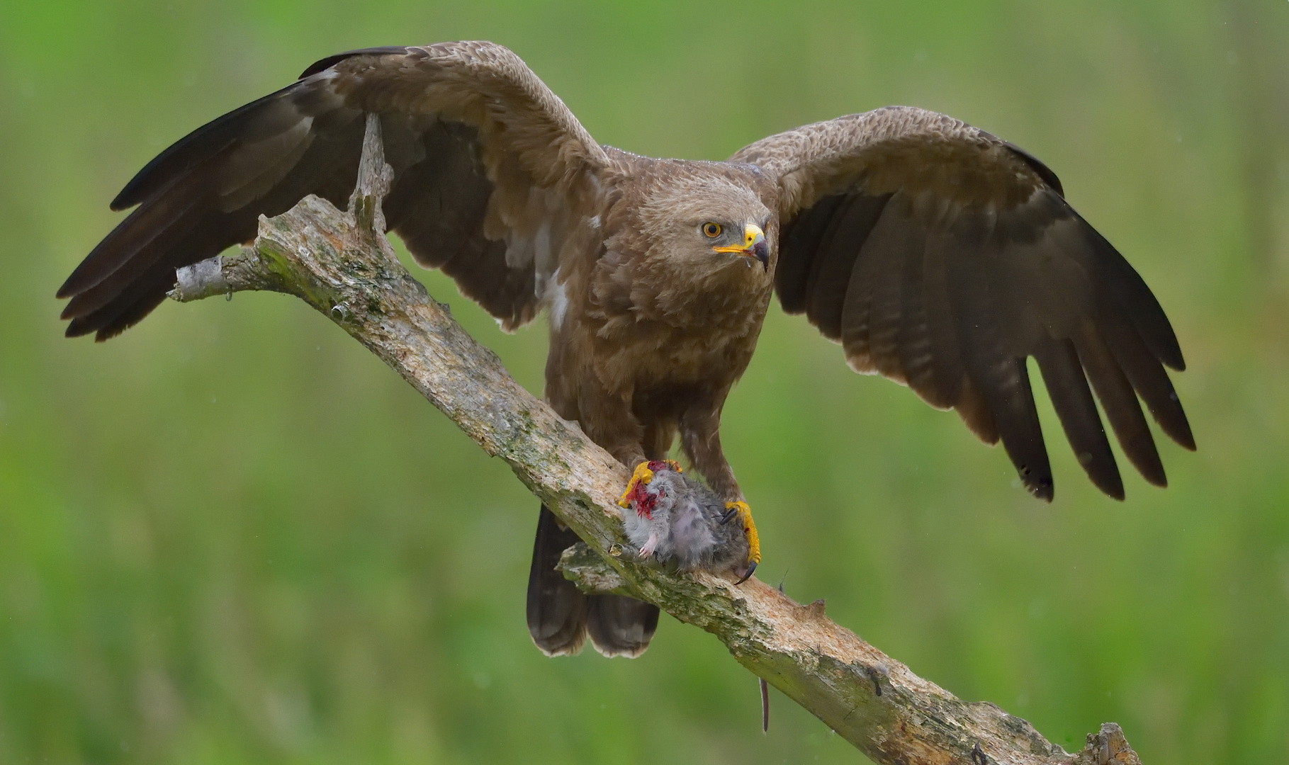 Schreiadler mit dem Rest der Ratte