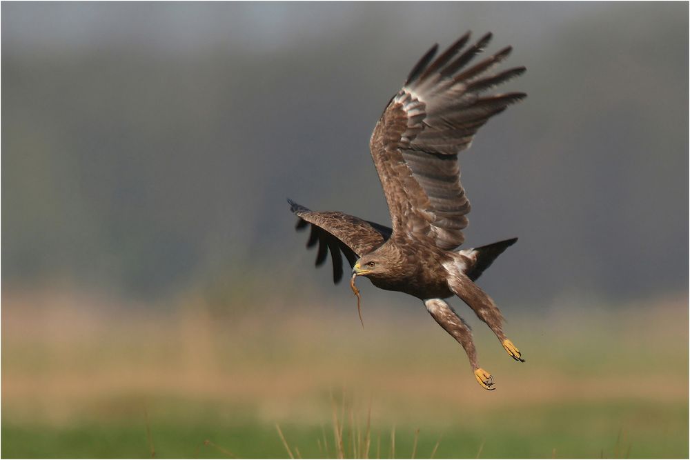 Schreiadler mit Eidechse