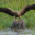 Schreiadler nimmt Futterbrocken in Besitz