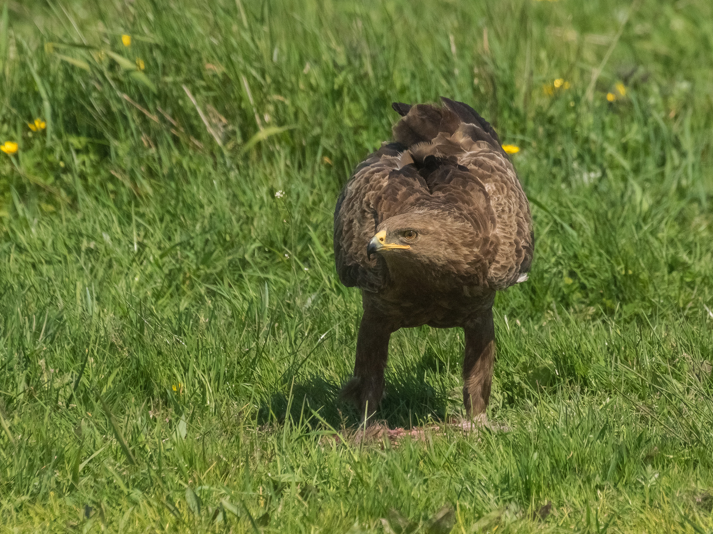 Schreiadler oder Pommernadler