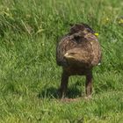 Schreiadler oder Pommernadler