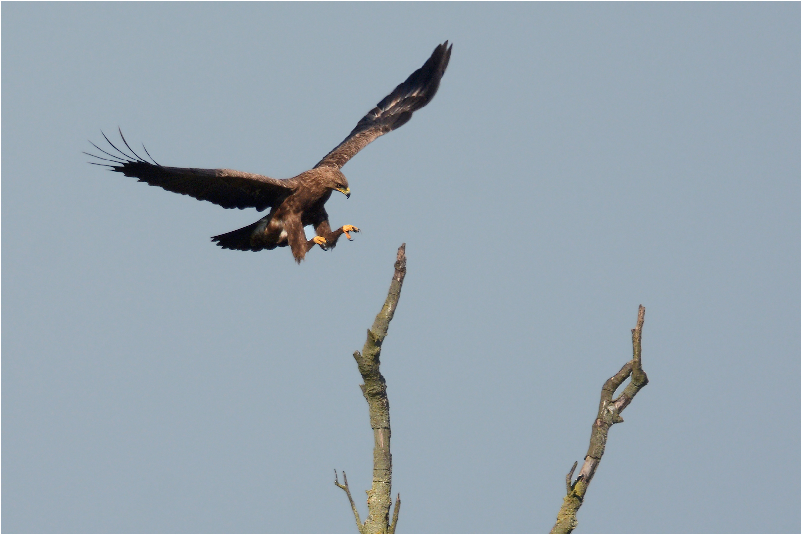 Schreiadler vor der Landung