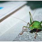 "Schreib dich nicht ab. Lern lesen und schreiben" ...