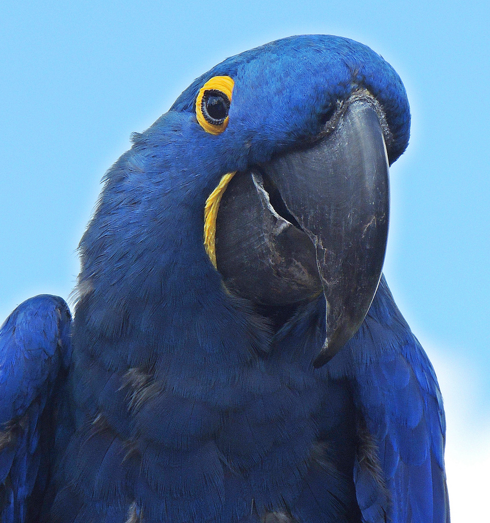 Schreibe nie so blauäugig