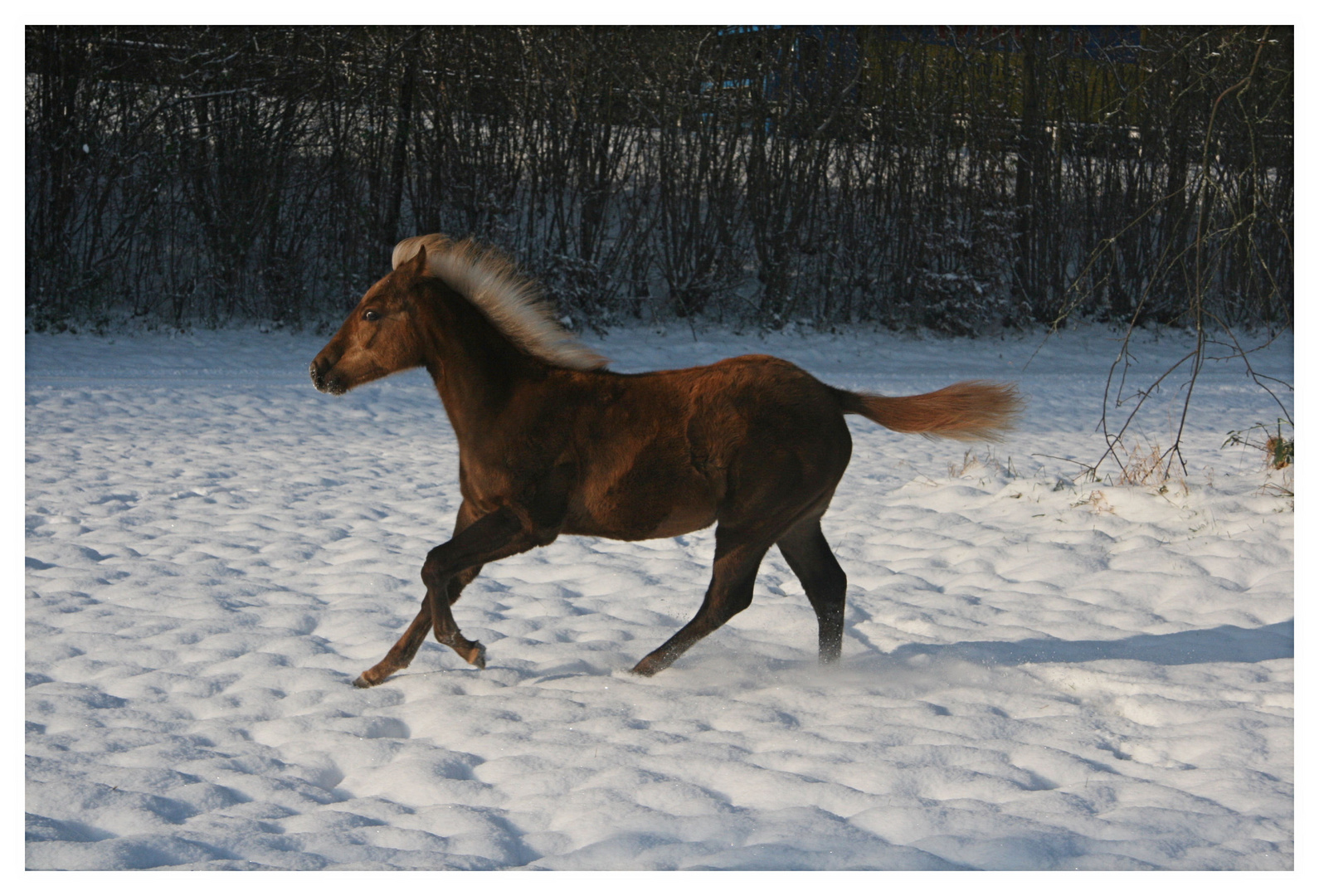 "Schreibe Pferd - sprech Gaul"