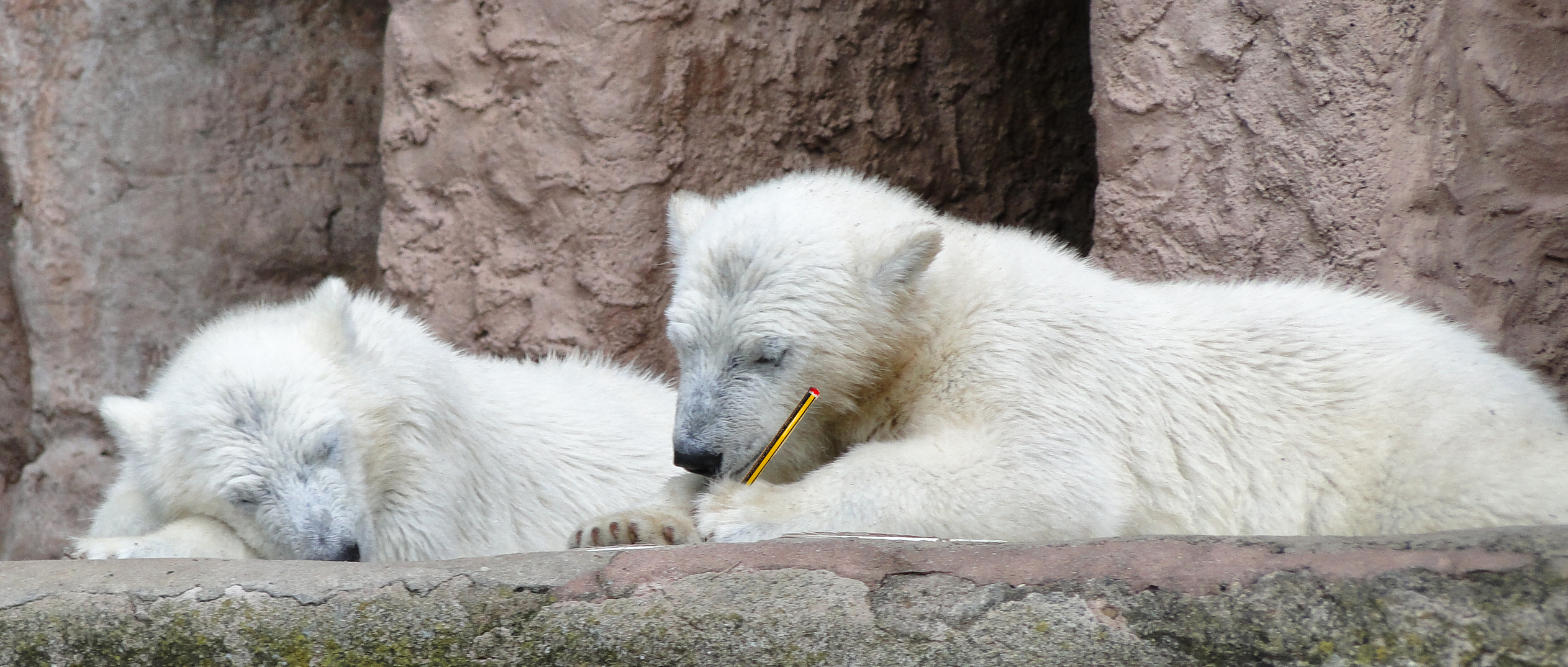 Schreibt man Weihnachten Foto & Bild fotomontage, digiart, zoo Bilder