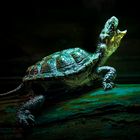 SchreiDerSchildkröte